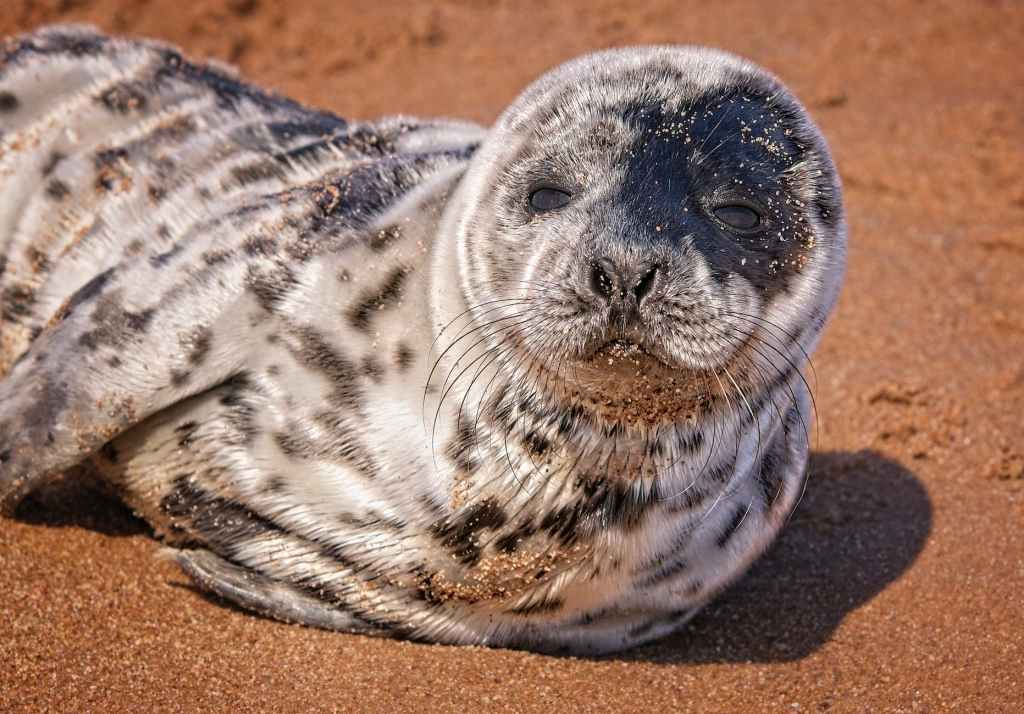 seal on golden sand near godrevy beach exposed beaches