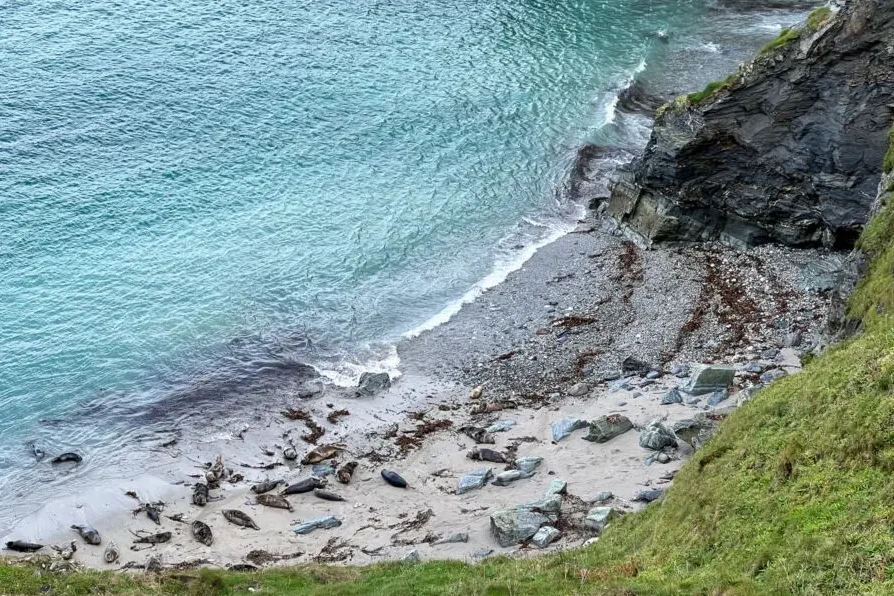 grey seals godrevy beach golden sand exposed beaches